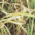 Grass diseases/ infestations